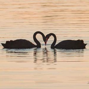 Meet your Posher, Cathy